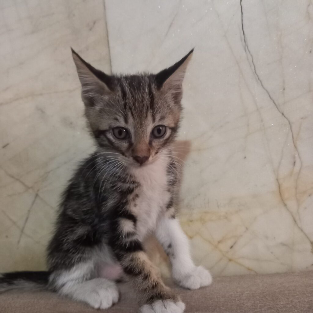 توله گربه
