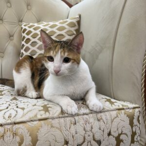 یه گربه ناز و آروم دارم و براش سرپرست میخوام