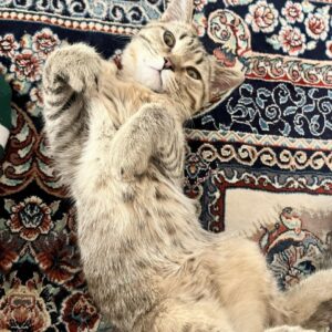 واگذاری گربه