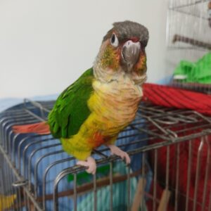 طوطی گرنجیک یلوساید گمشده