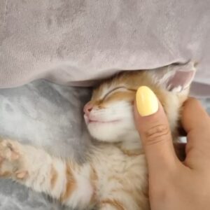 گربه dsh/ عسل ناز و قشنگم