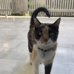 یک گربه ی خانگی پیدا شده