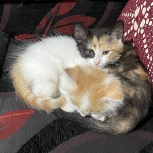 واکذاری رایگان گربه Dsh