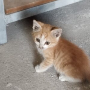 2 تا بچه گربه ملوس و خوشگل