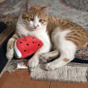 گربه Dsh یکساله ٫ نر