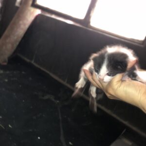 بچه گربه ۲۶ روزه