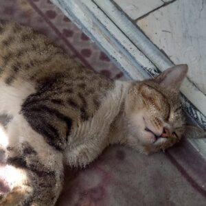 واگذاری گربه رها شده