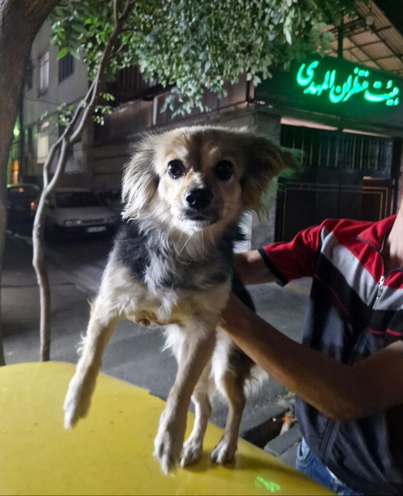 واگذاری سگ