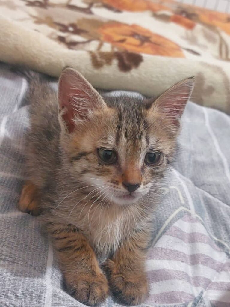 بچه گربه