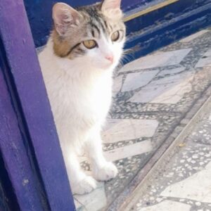 گربه تپل خوشگل