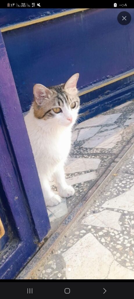 گربه تپل خوشگل