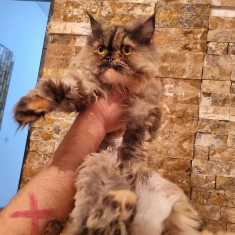 واگذاری گربه پرشین