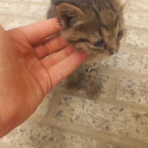 ۳ توله گربه