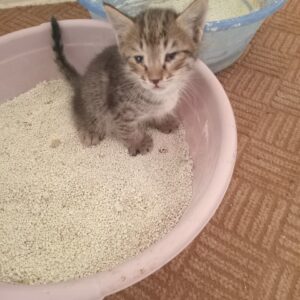 پیشی مادر سیاسفیدوچهارتانوزاد قشنگ‌ یکماهه