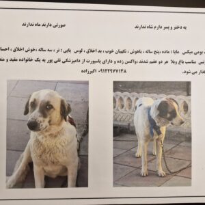واگذاری سگ بومی میکس تربیت شده