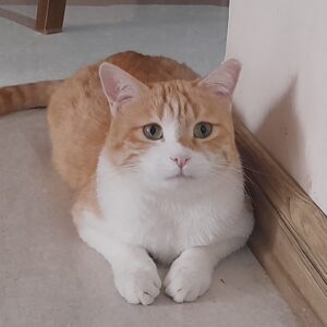 واگذاری گربه