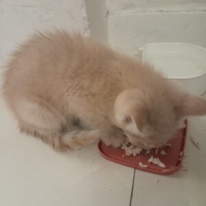 بچه گربه