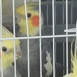 عروس هلندی طوسی رنگ گم شده در چابکسر