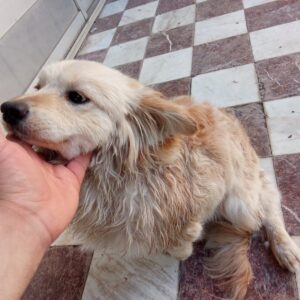 سگ اشبیتز پامر