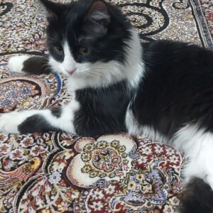 تاکسیدو گمشده