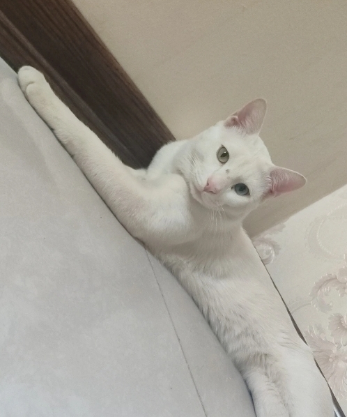 گربه انگورا