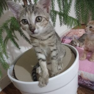 واگذاری 4 گربه dsh