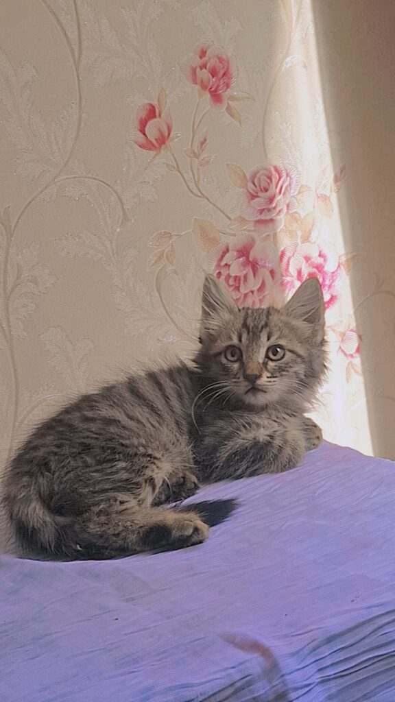 واگذاری بچه گربه