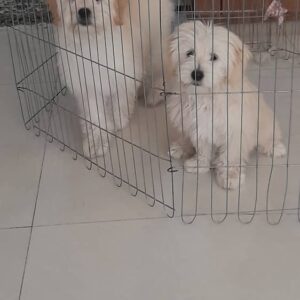 سگ باهوش و شیطون