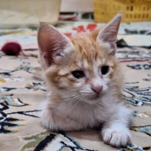 سرپرستی گربه نابینا