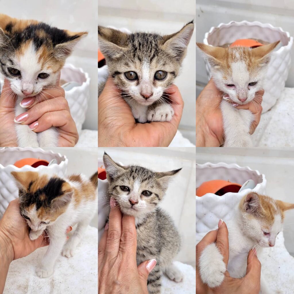 واگذاری فوری بچه گربه