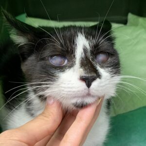 گربه ۵ ماهه DSH بسیار مهربون