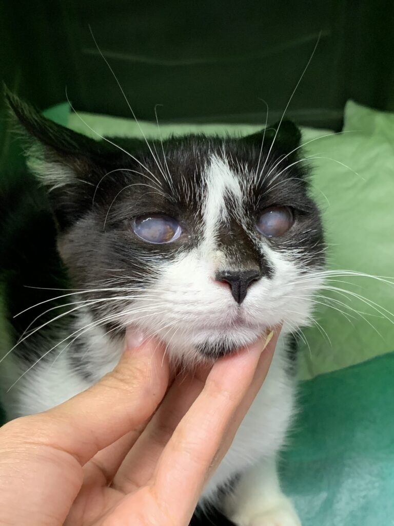 گربه ۵ ماهه DSH بسیار مهربون