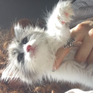 گربه DLH