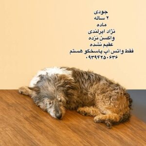 دختر دو ساله ایرلندی