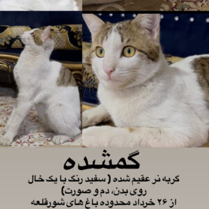گربه نر گمشده