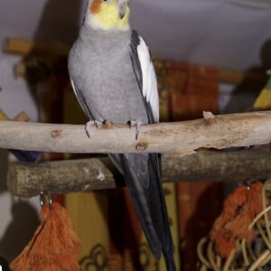 عروس هلندی گم شده