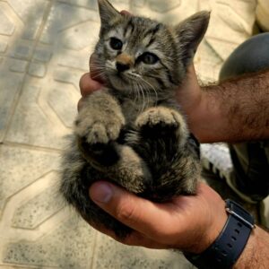 واگذاری توله گربه