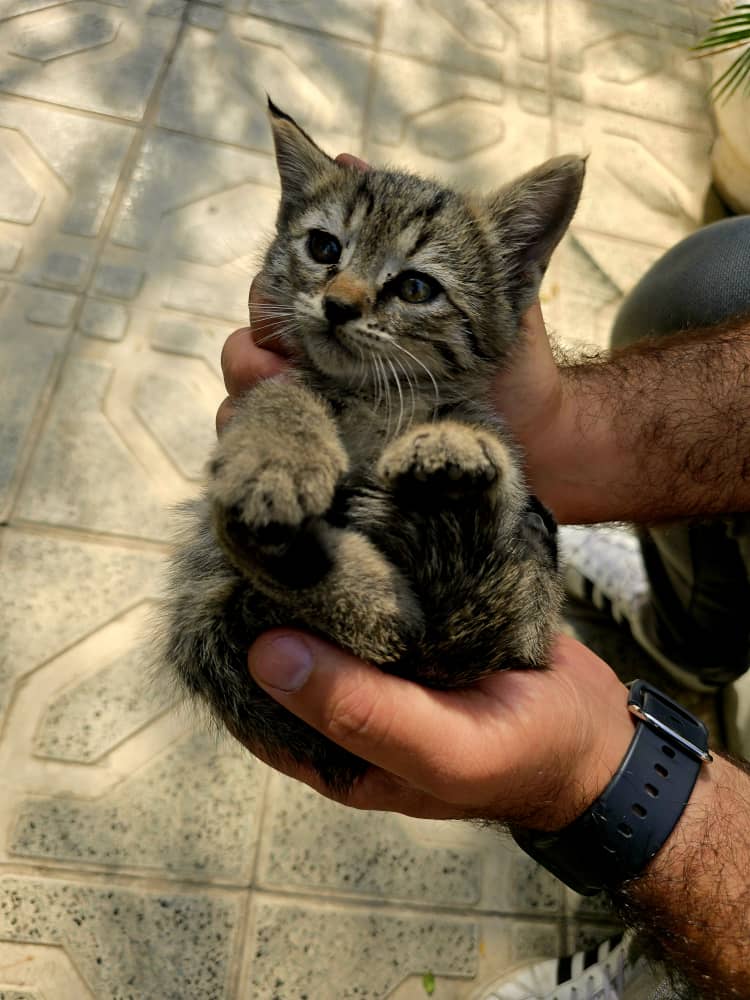 واگذاری توله گربه