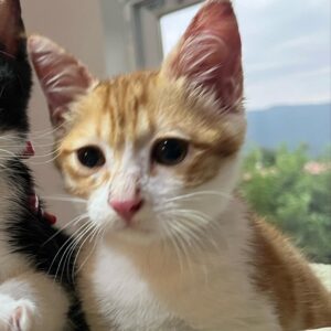 واگذاری فوری بچه گربه