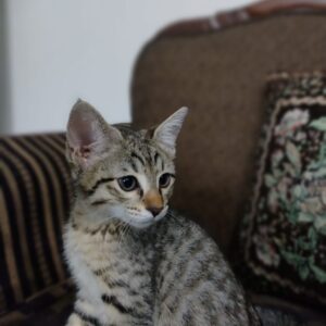 واگذاری گربه نر