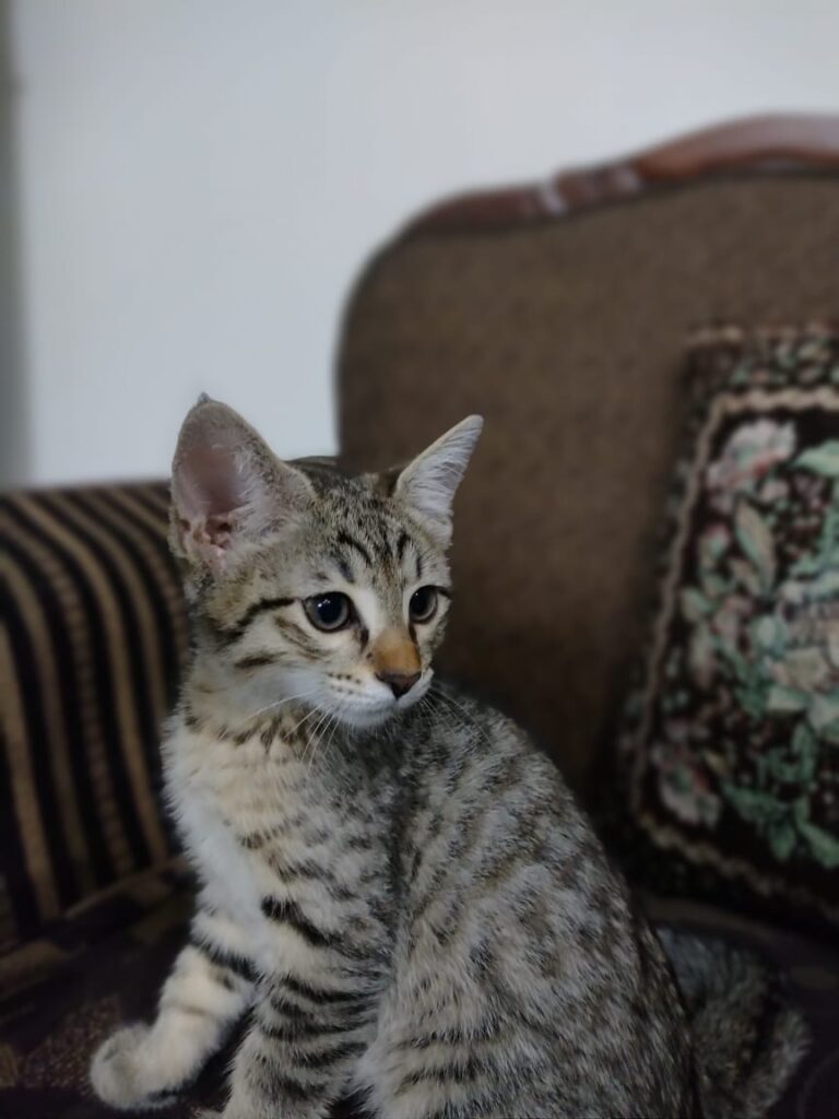 واگذاری گربه نر