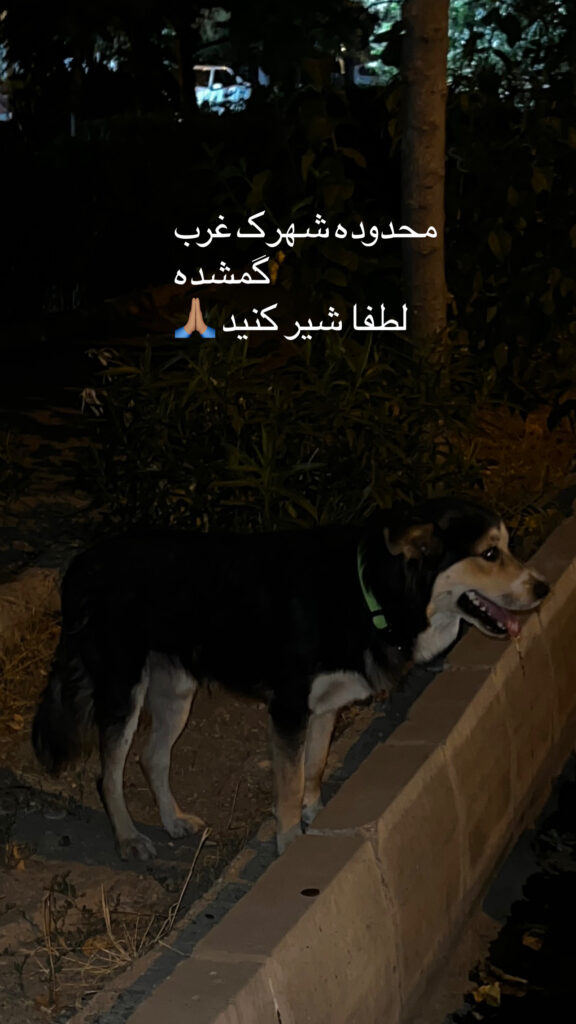 سگ با قلاده گمشده بنده پیدا کردم به دنبال صاحبش هستم