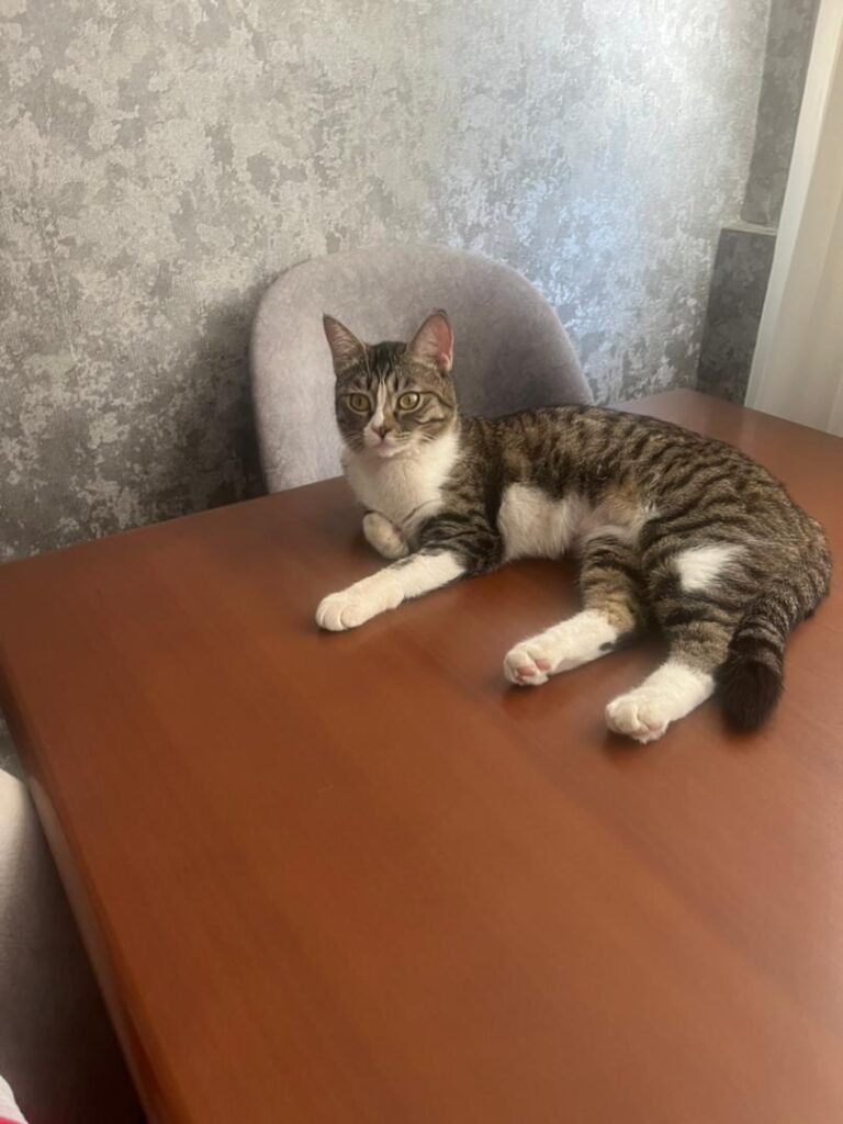 گربه dsh گم شده