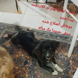سگ پاکوتاه سیاه