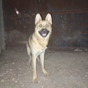 واگذاری سگ ژرمن اصل نر ۸ ماهه