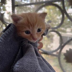 بچه گربه 3 هفته