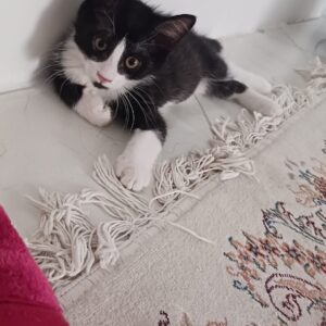 واگذاری موقت گربه نر