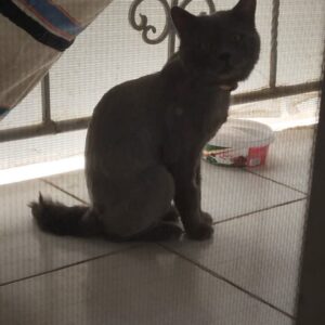 بریتیش شورت هیر