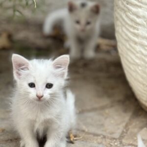 4 بچه گربه ۴۰ روز