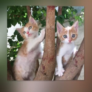 عروسك هاي زير دو ماه